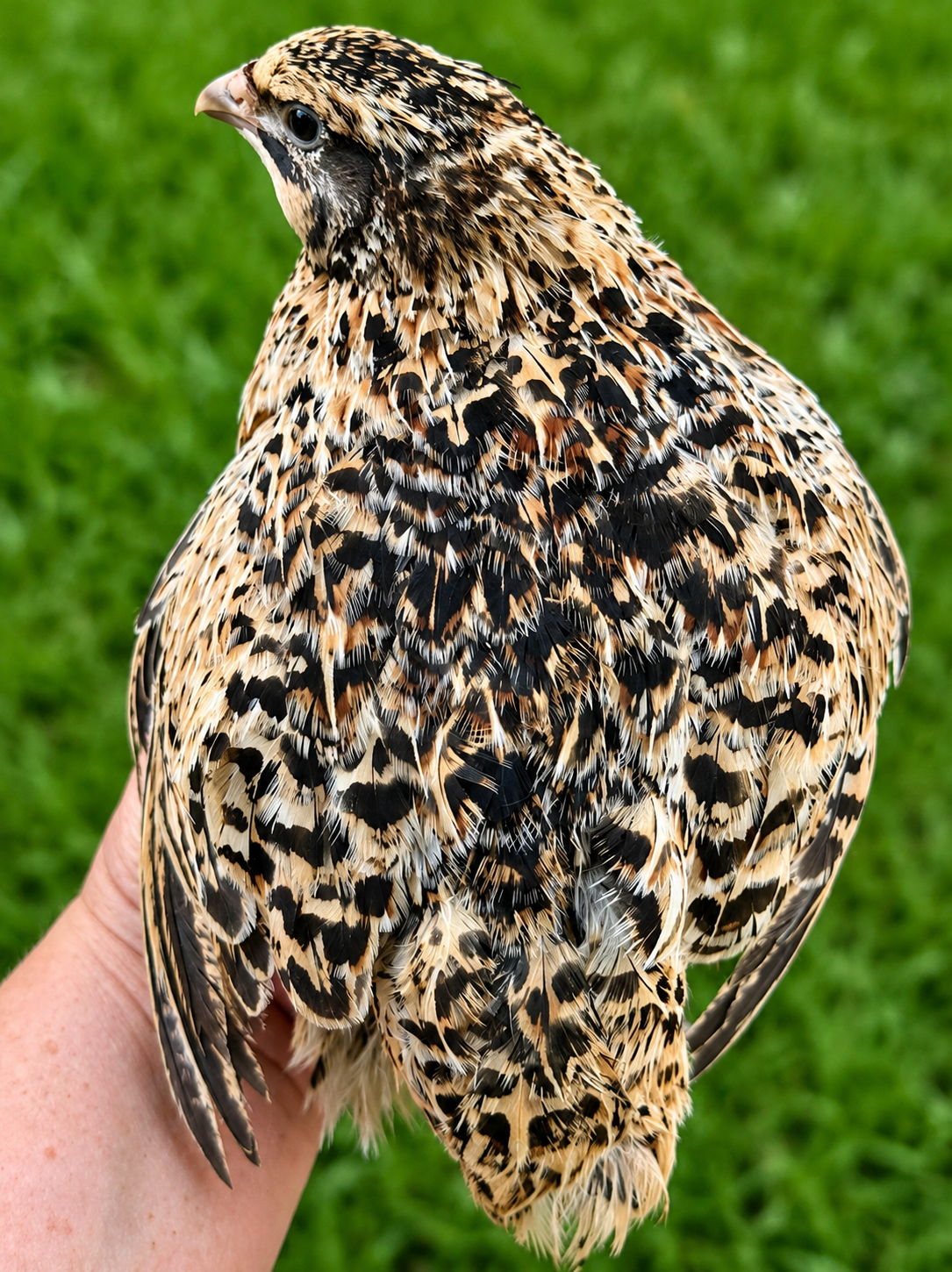 Roux/German Jumbo Pansy Coturnix Quail Hatching Eggs