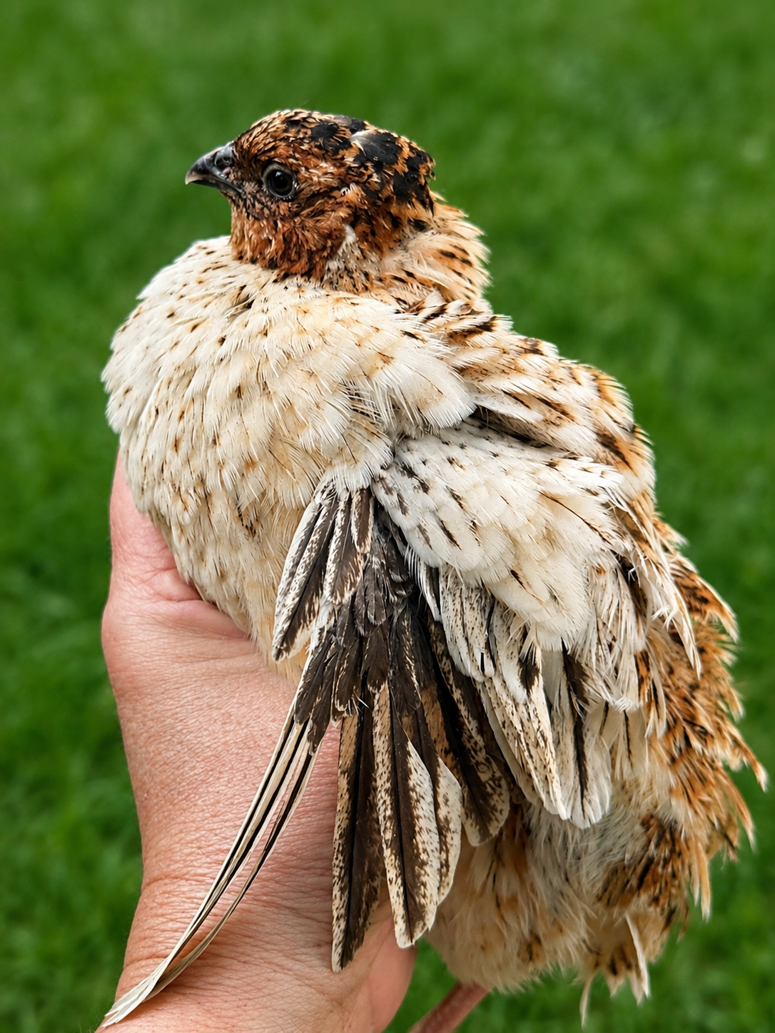 Hen's Choice Jumbo Coturnix Hatching Eggs