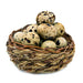 Farm-Fresh Quail Eggs