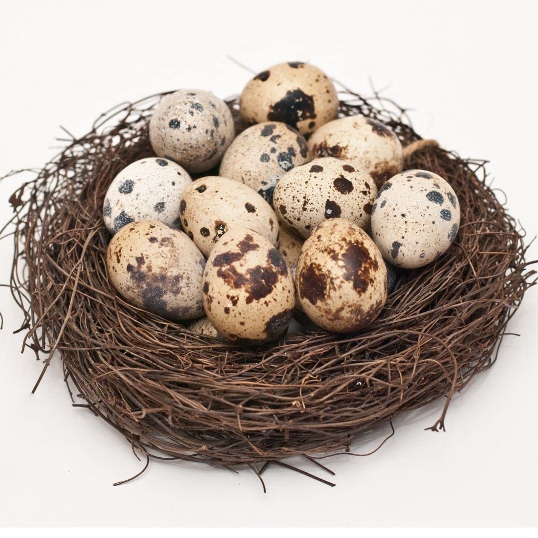 Fresh Quail Eggs in a Nest