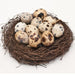 Fresh Quail Eggs in a Nest