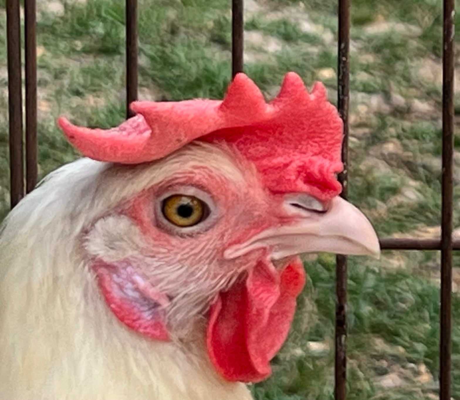 North Star Farms - White American Bresse – North Star Line- "JENN'S GEMS" Group