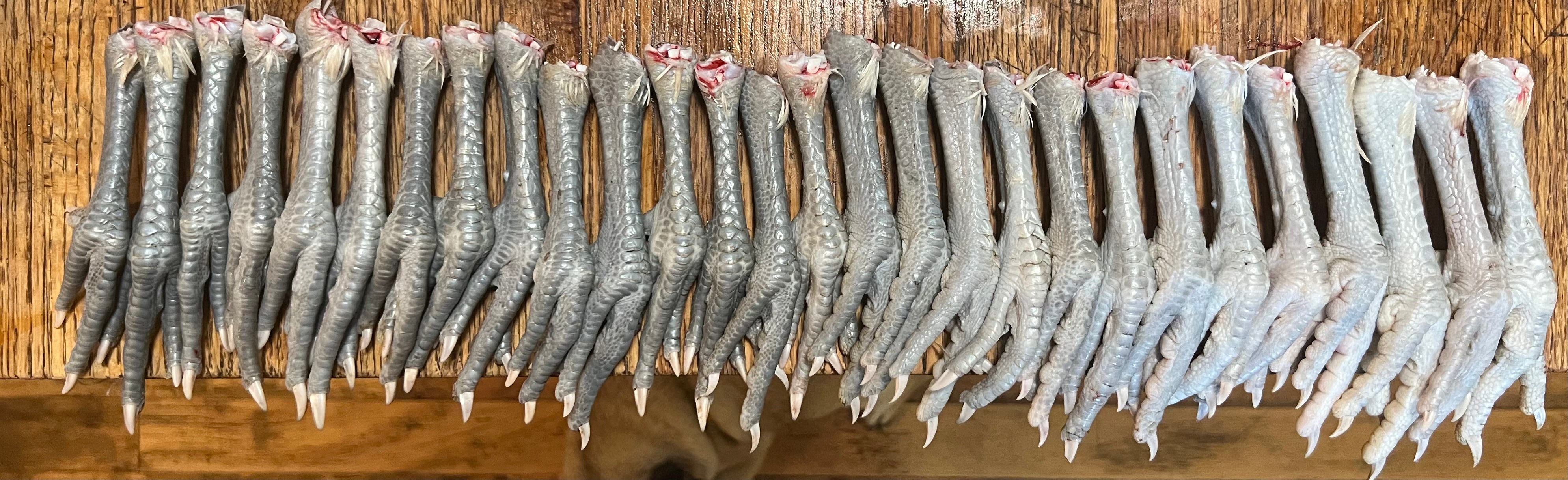 North Star Farms - White American Bresse – North Star Line- "JENN'S GEMS" Group