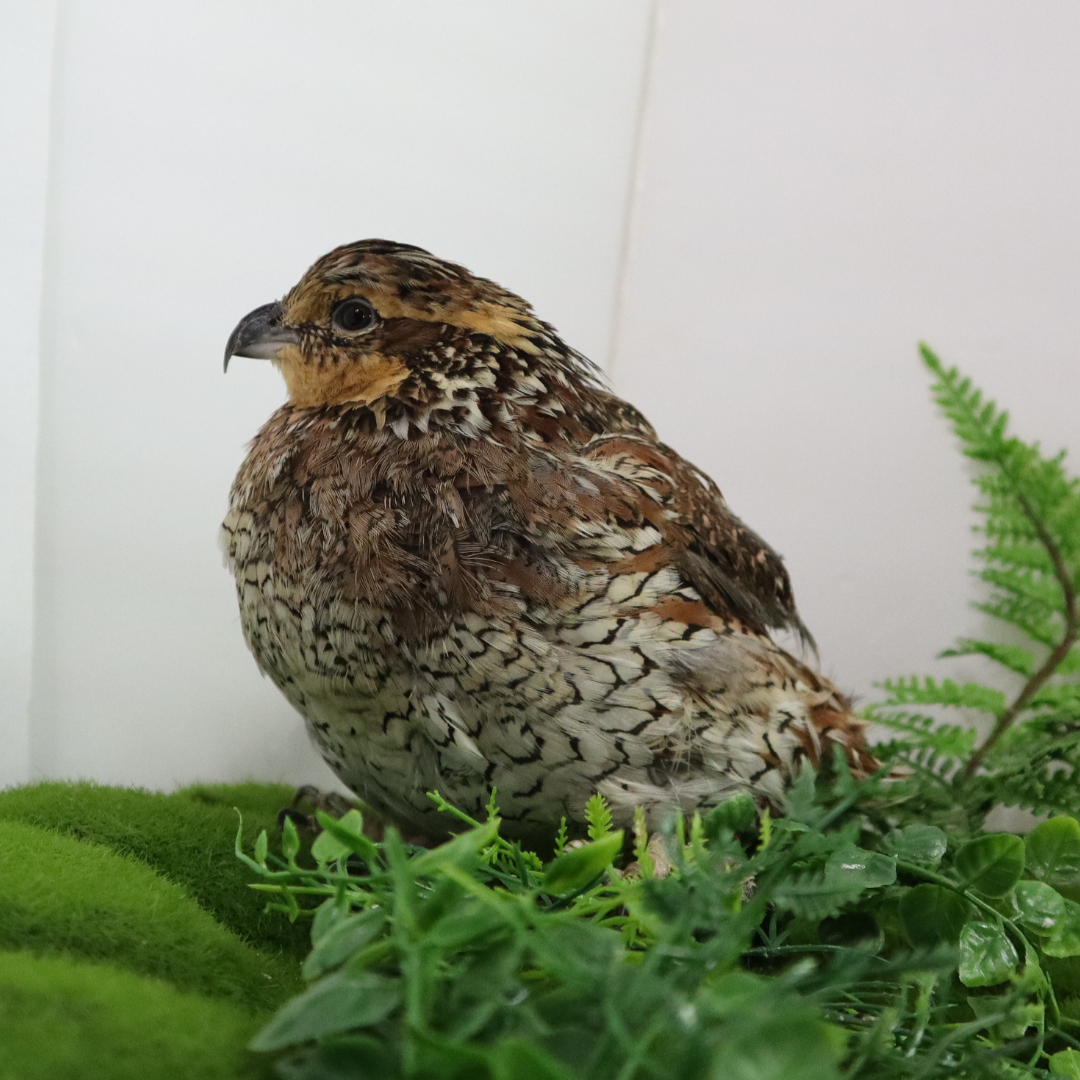 Georgia Giant Quail Hatching Eggs