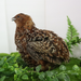 German Chocolate Pansy Quail Hatching Eggs – Fertile Coturnix Eggs for Incubation main image