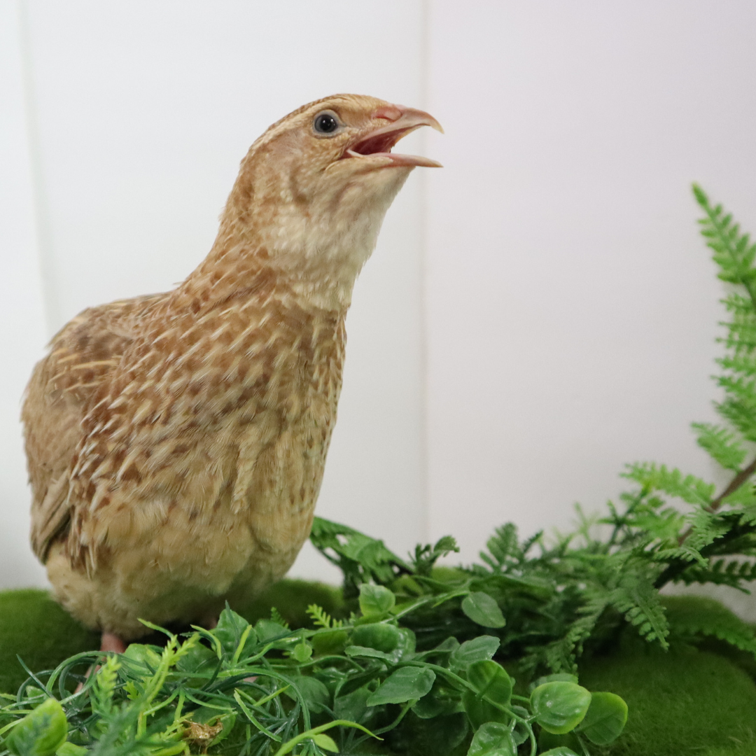 Ginger Quail Hatching Eggs main image