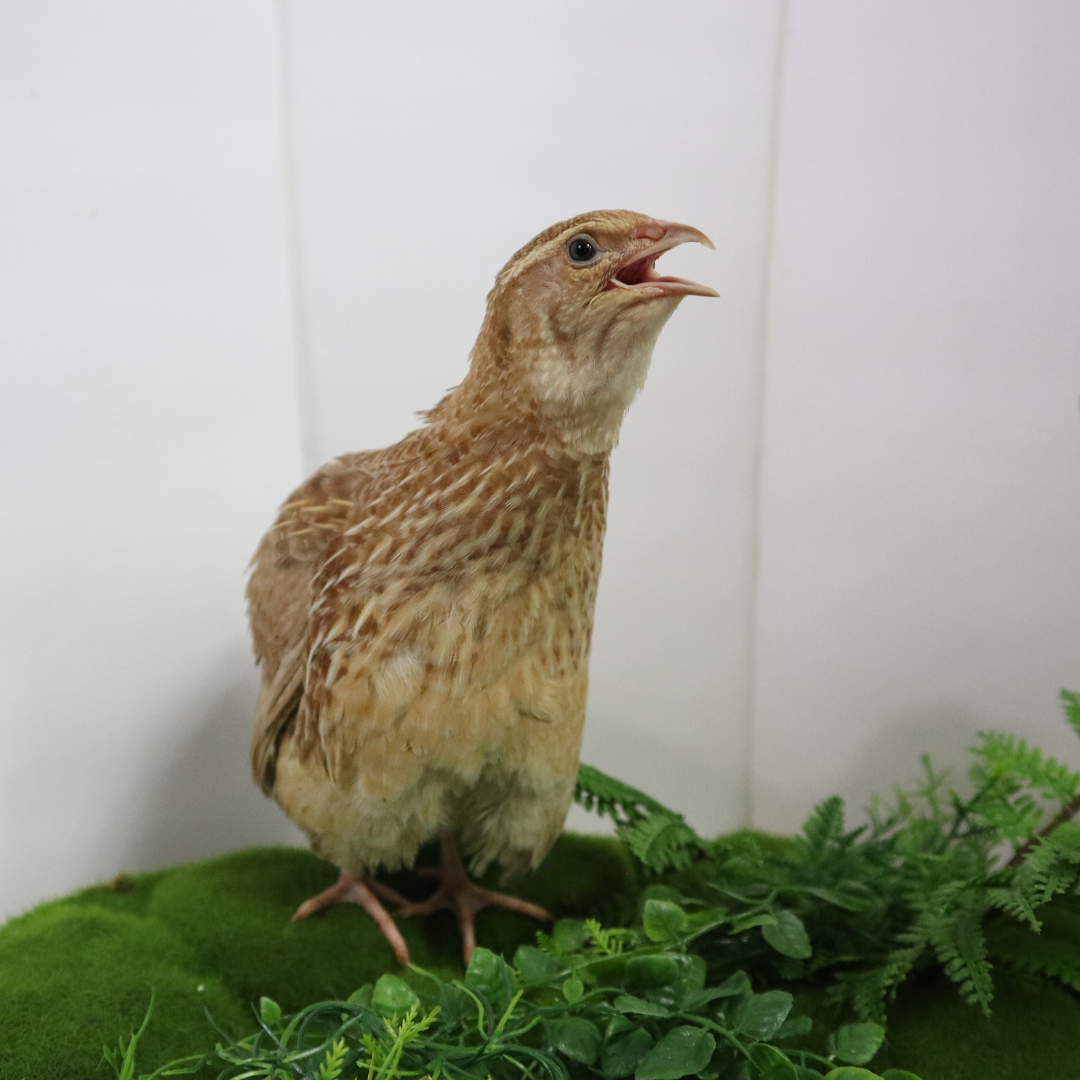 Ginger Quail Hatching Eggs Ginger