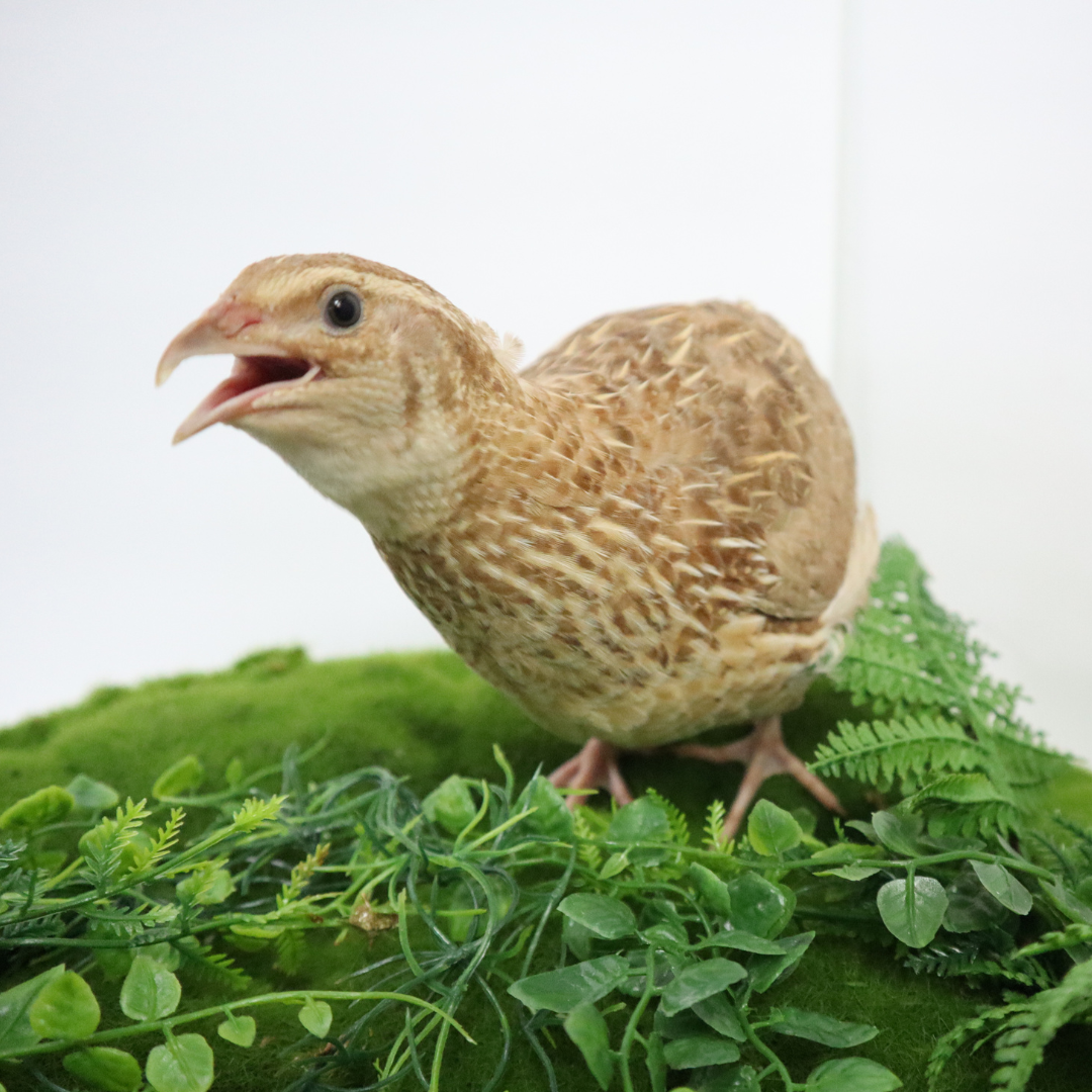 Ginger Quail Hatching Eggs closeup
