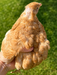 Ginger Coturnix quail hatching eggs