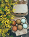 Half dozen chicken egg carton with double front clasps