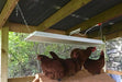 Hanging Sweeter Heater with Hens