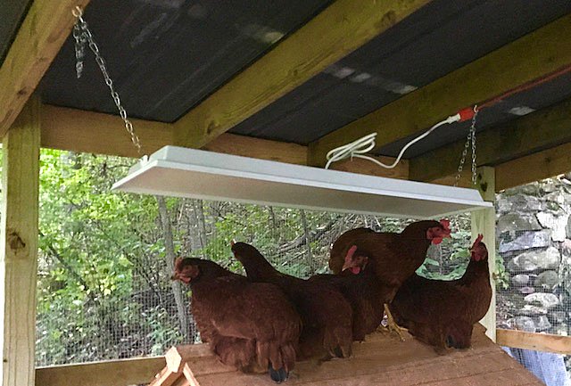 Hanging Sweeter Heater with Hens