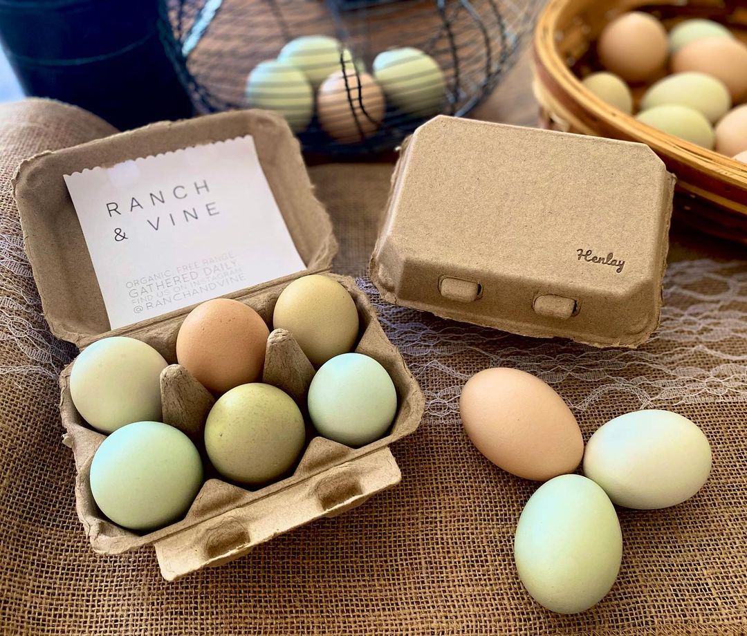 Henlay egg carton with blank top for custom stamp or sticker