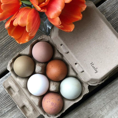 Henlay half dozen chicken egg carton holding 6 eggs