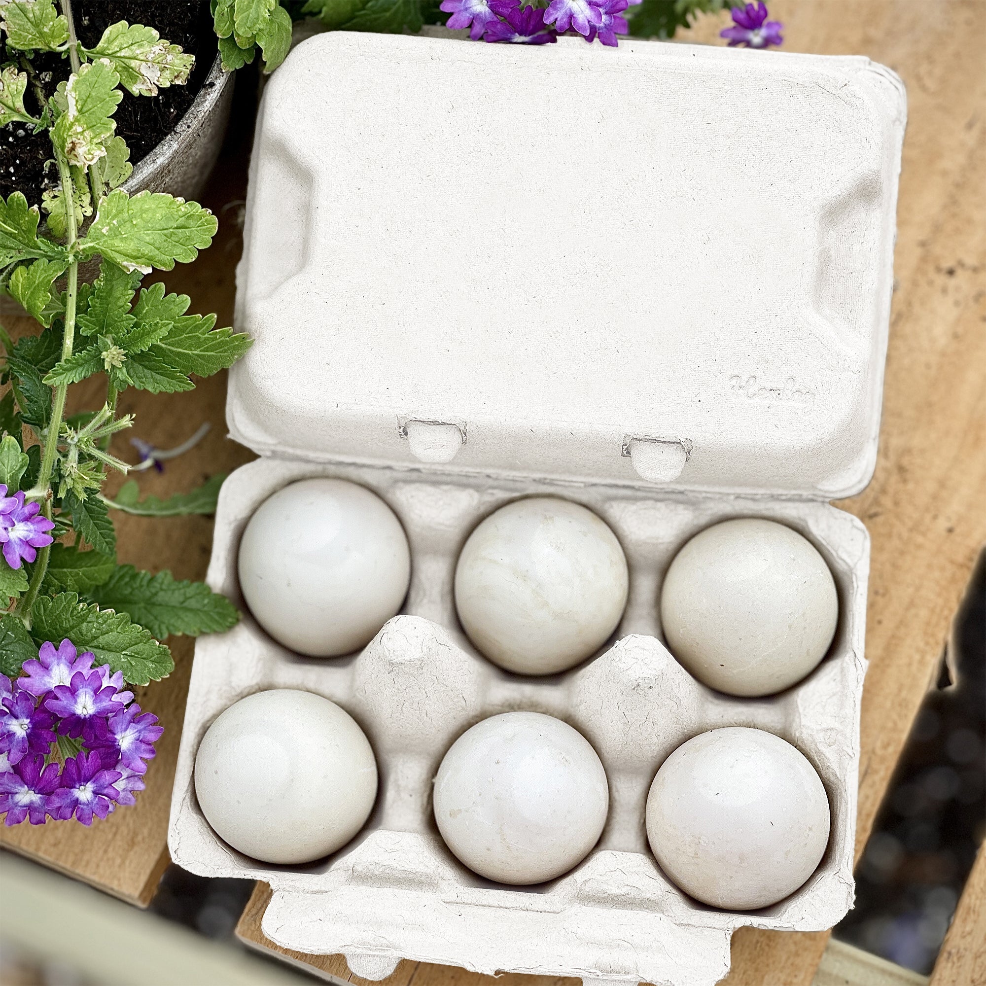 Henlay half dozen duck egg carton with six jumbo egg cells