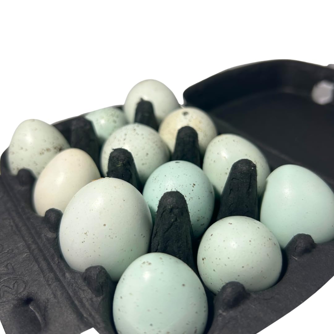 Hollow Quail Egg Shells for Crafts