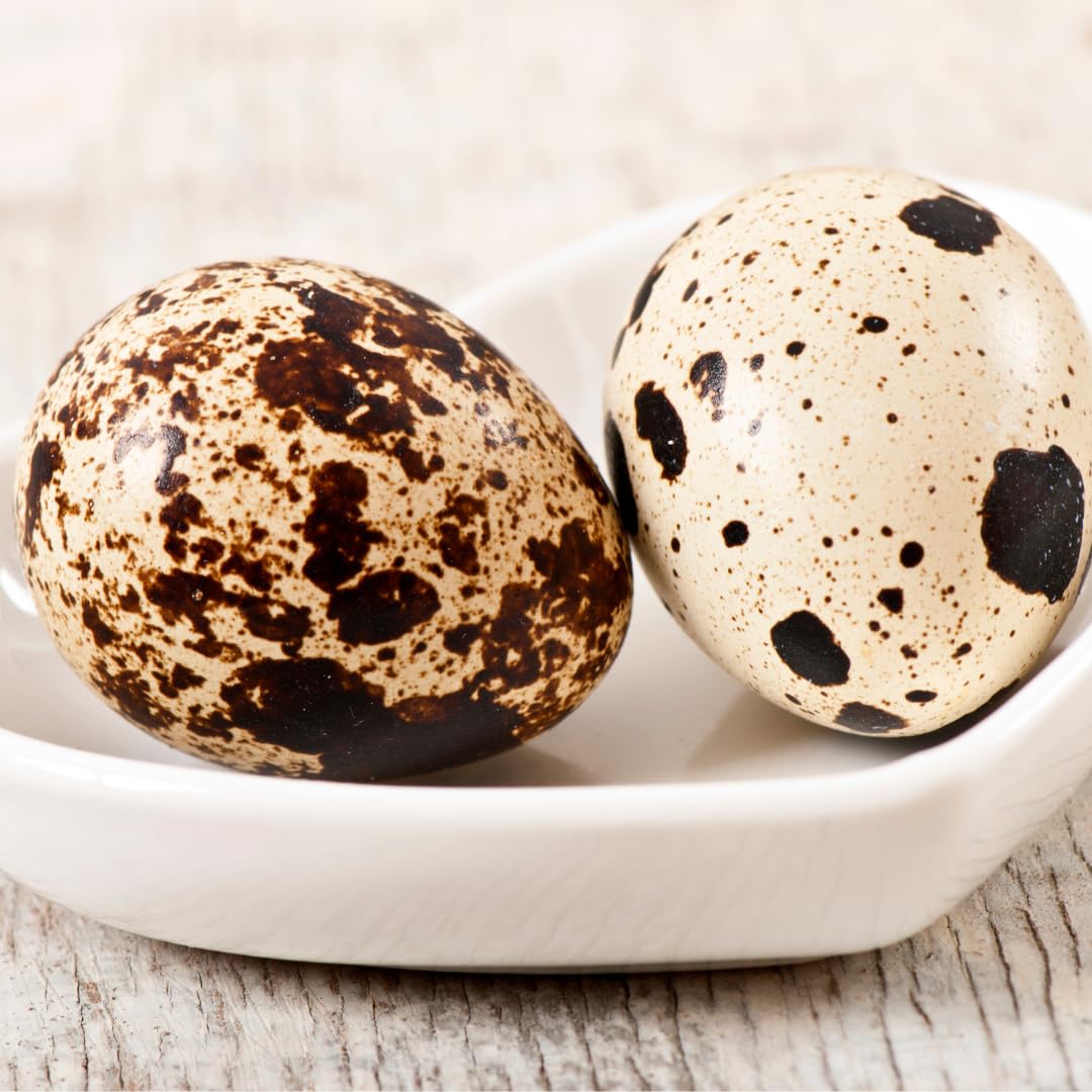 Hollow Quail Eggs Perfect for Crafting and Decoration