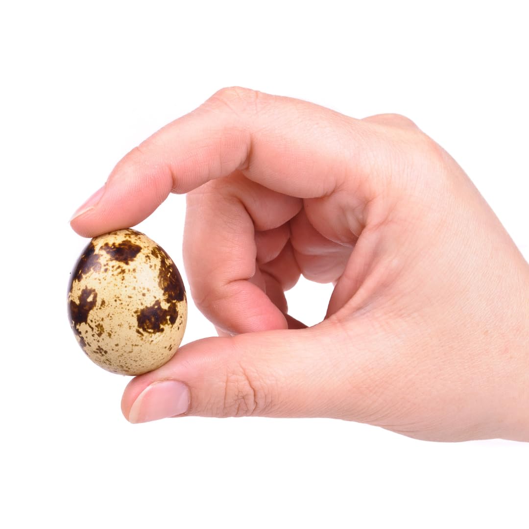 Hollow Quail Eggs for Crafting