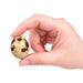 Hollow Quail Eggs for Crafting