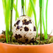 Hollowed Quail Eggs Decorated in the Pot
