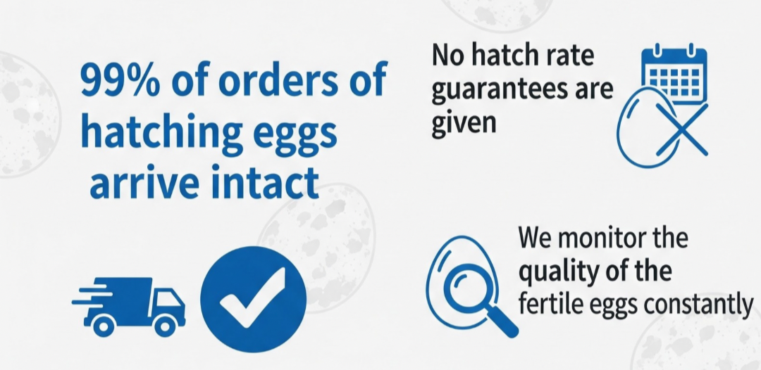 Fertile Quail Eggs — Choose Your Variety (packs of 6)