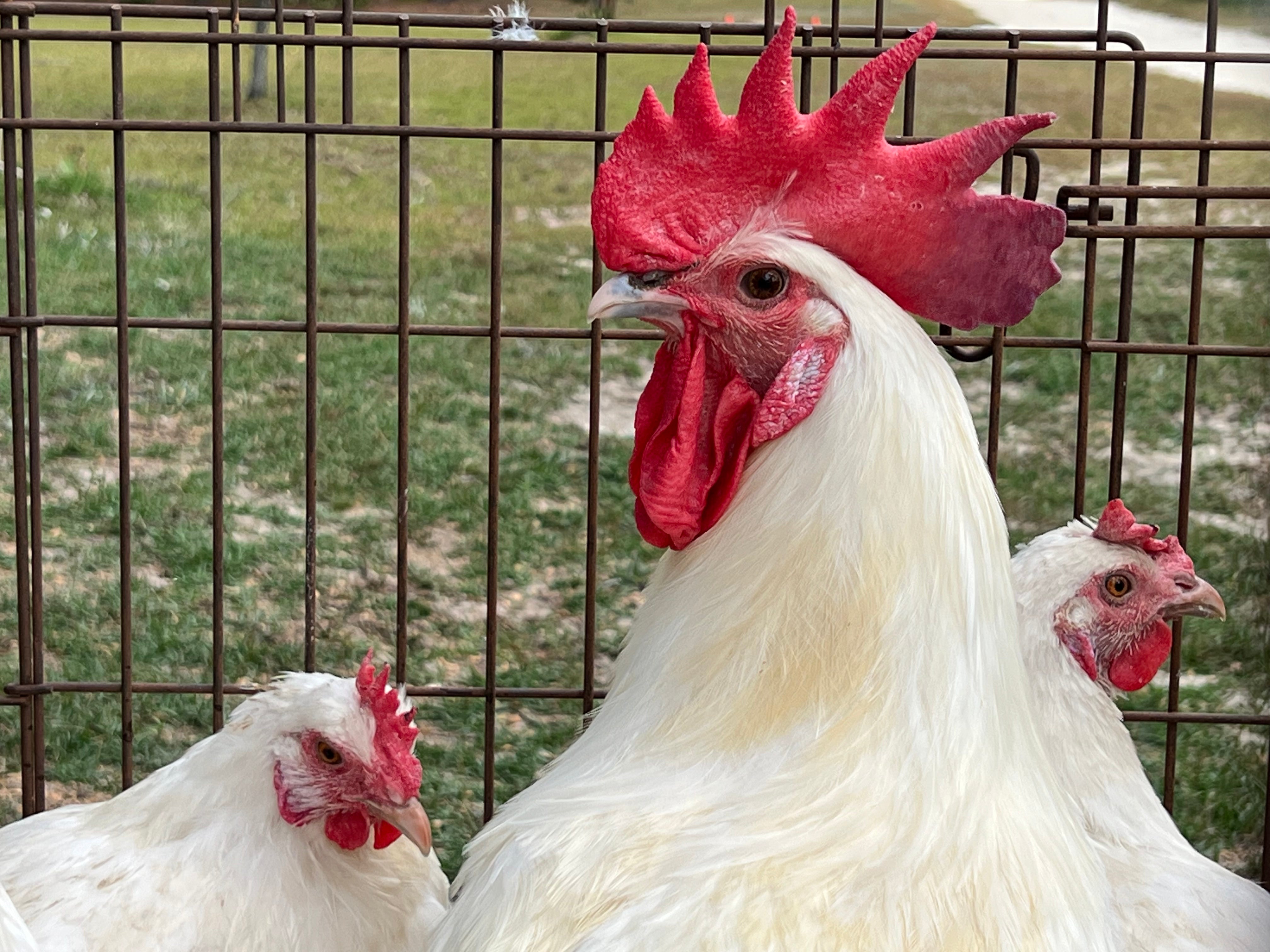 North Star Farms - White American Bresse – North Star Line- "JENN'S GEMS" Group