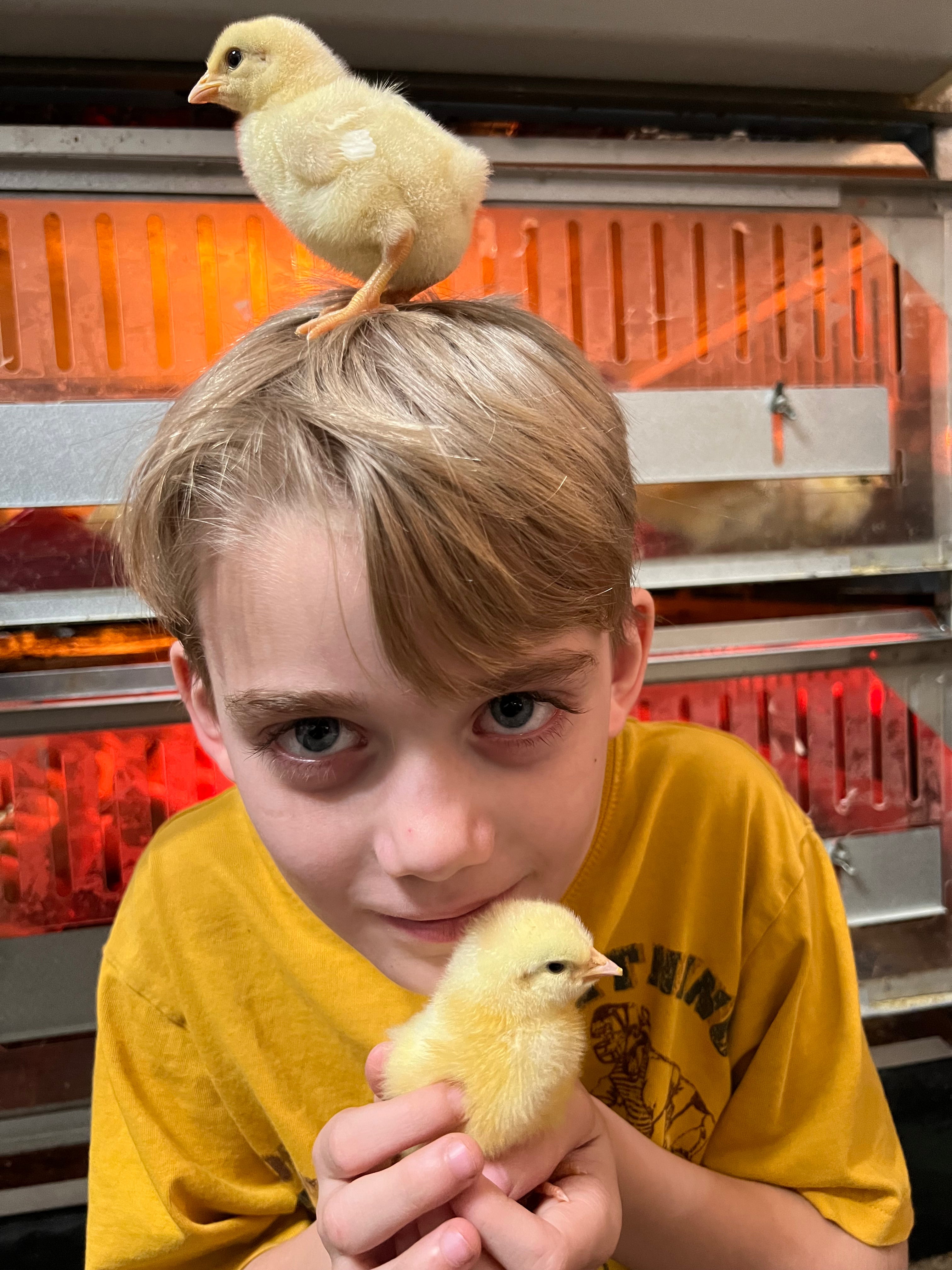 North Star Farms North Star Gauloise - The New American Bresse (Daniel's Group)