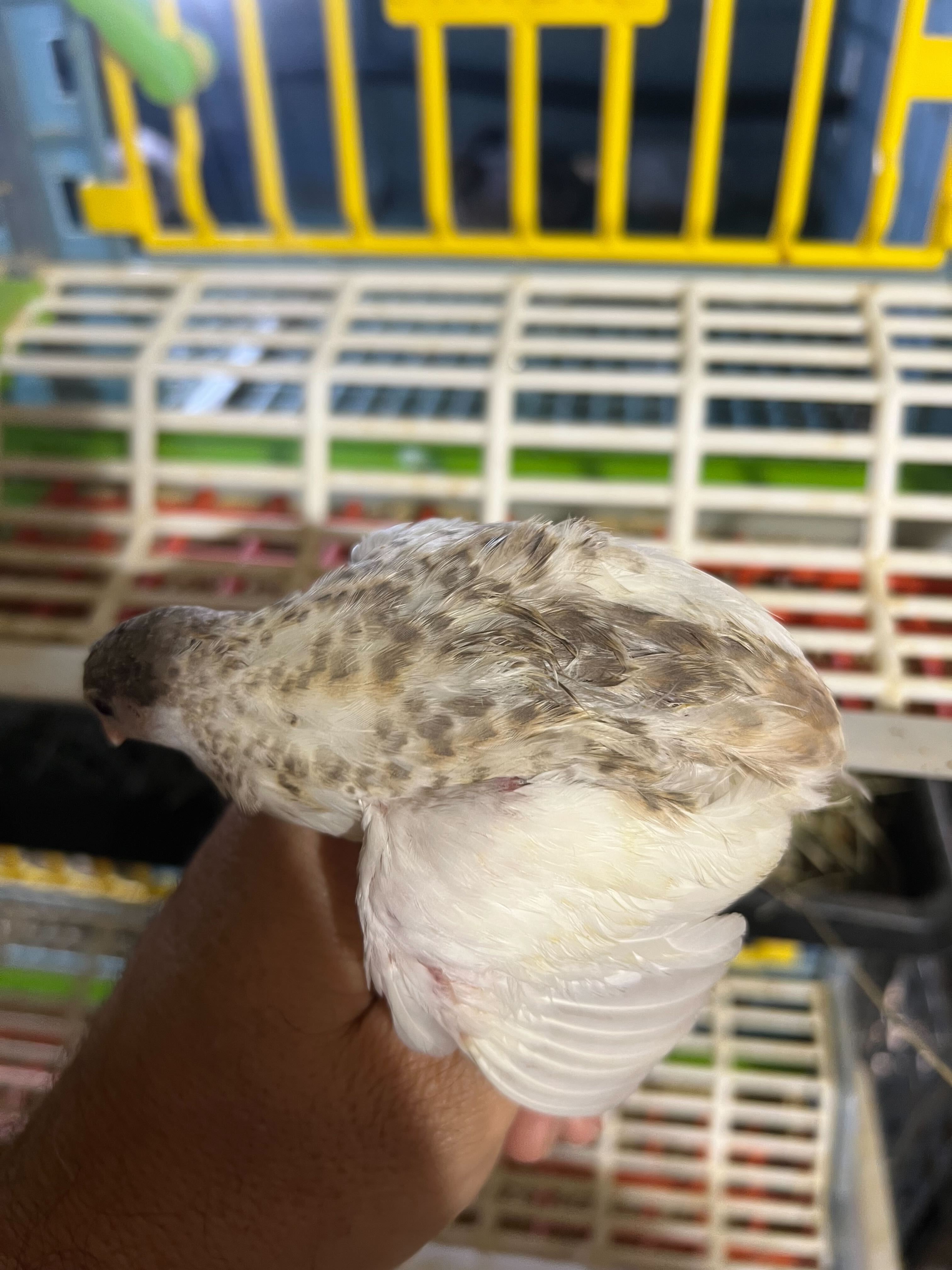 Fertile Quail Eggs — Choose Your Variety (packs of 6)