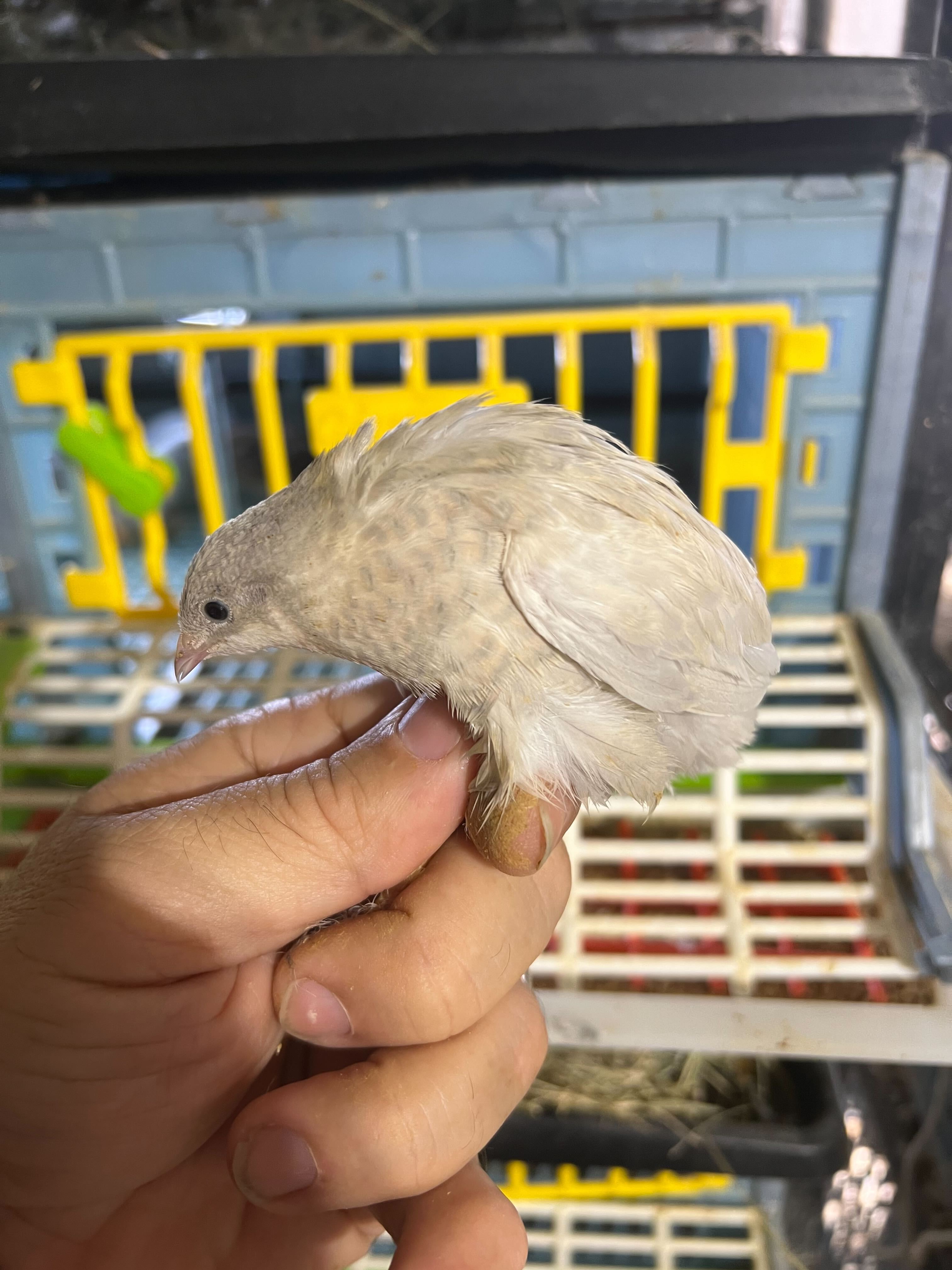 Fertile Quail Eggs — Choose Your Variety (packs of 6)