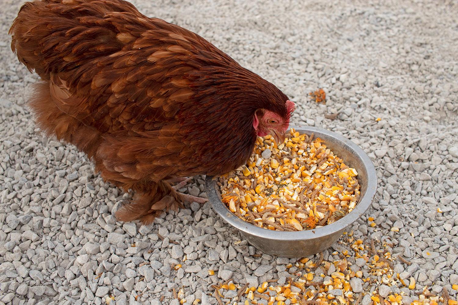 Pampered Chicken Mama Poultry Queen Mealworm, Non-GMO Corn, Non-GMO Flax, & Herb Treat For Pet Chickens