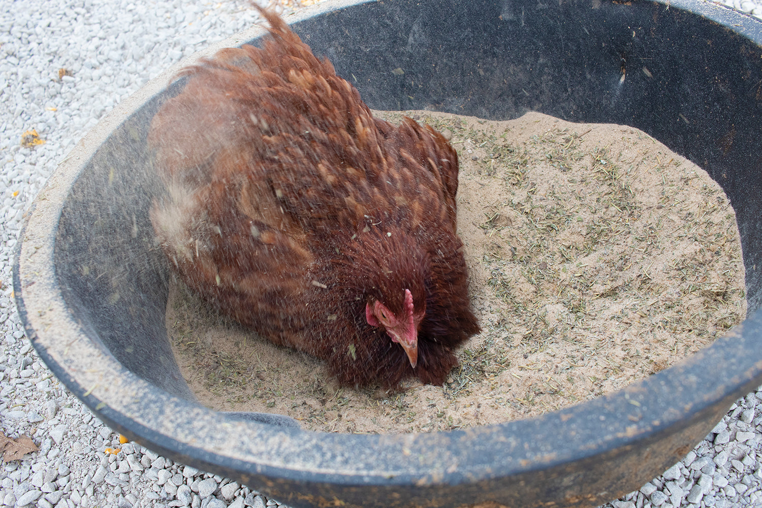 Pampered Mama Chicken Pick Me Up Floral Dust Bath With Herbs - For Pet Chickens & Other Poultry