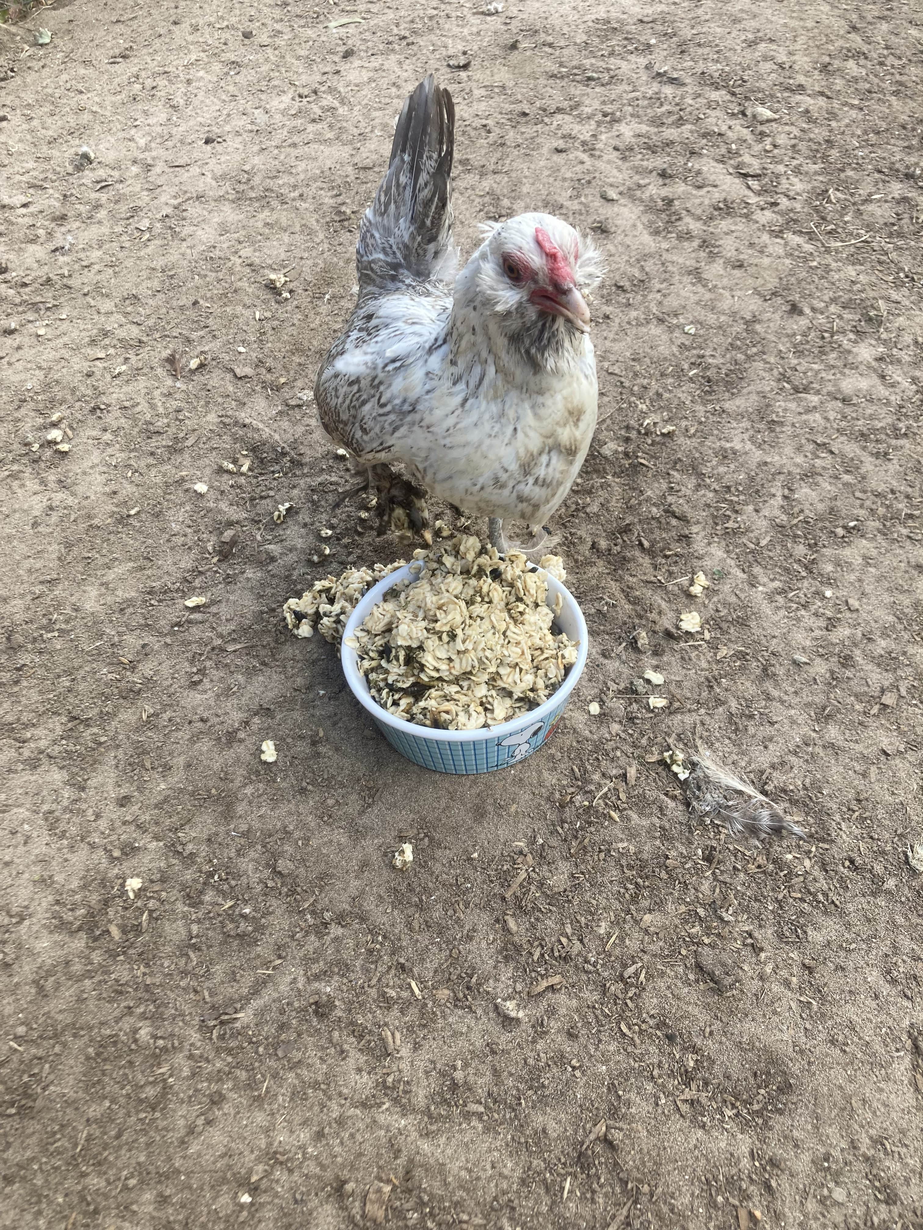 Cold Winter Nights - Warm Oatmeal Treat for Extra Calories chicken