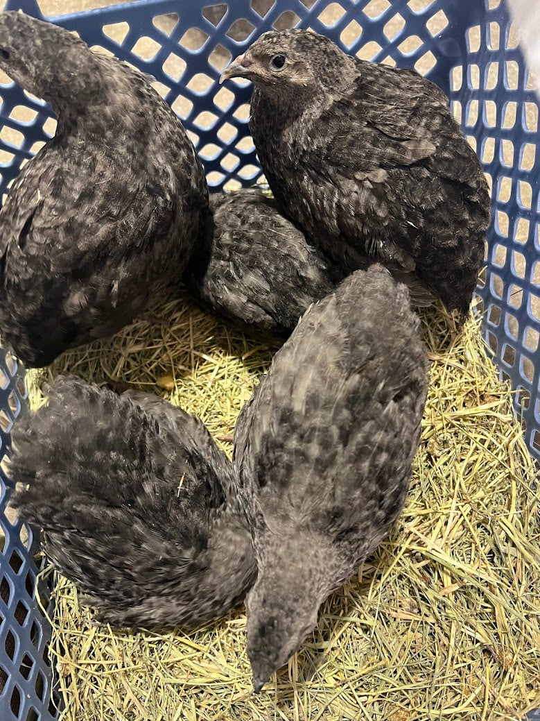 All Black Quail Hatching Eggs - Pure Breed, Ideal for Aviary Hobbyists & Breeders