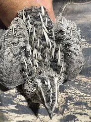 Fertile Quail Eggs — Choose Your Variety (packs of 6)