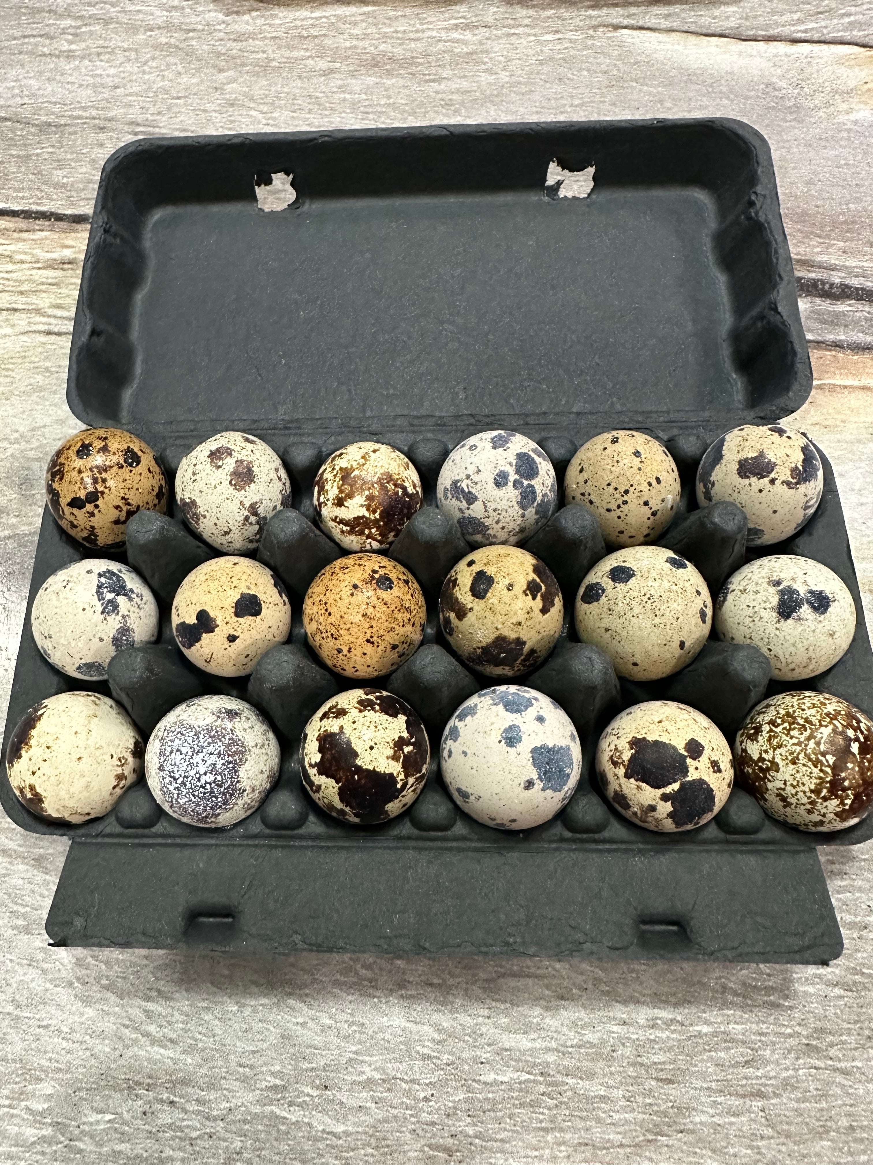 36 Jumbo Coturnix Quail Eggs Starter Kit
