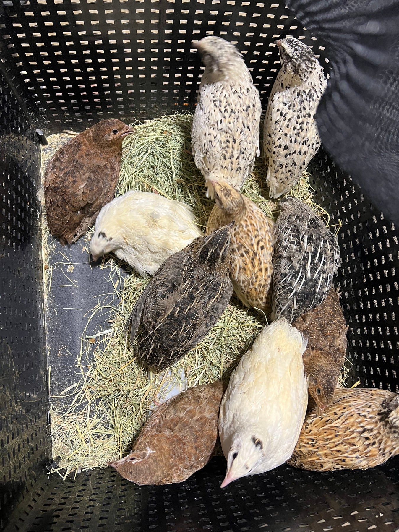 Buddys Hatchery