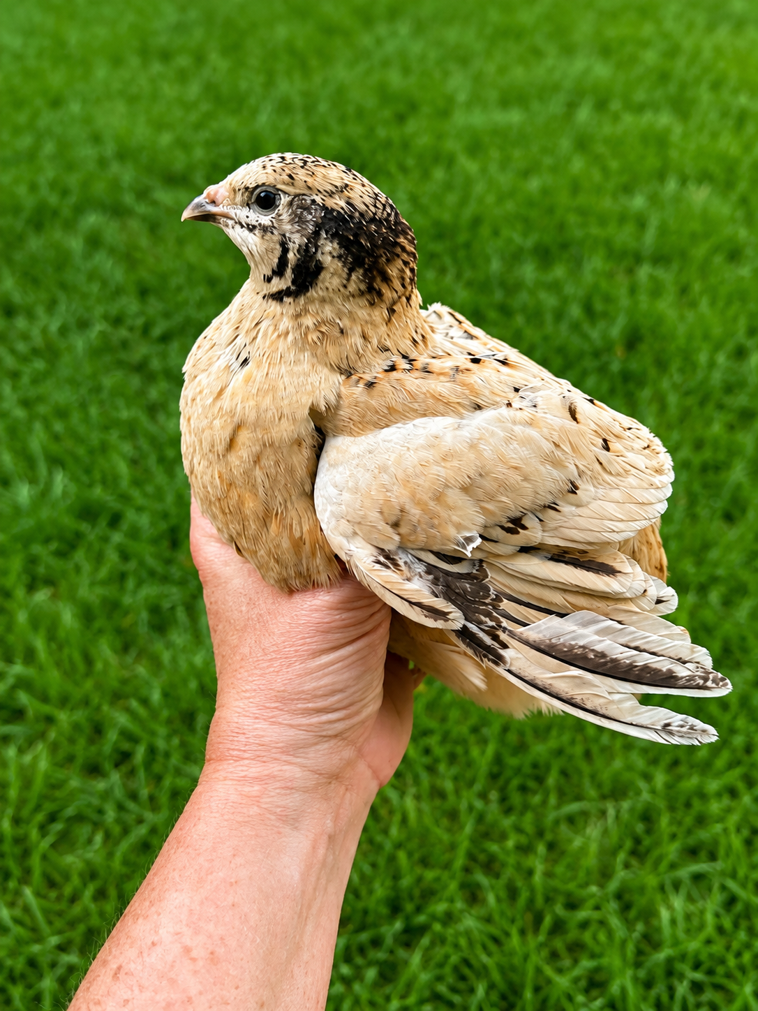 Italian Manchurian Jumbo Coturnix quail hatching eggs