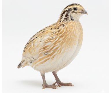 Jumbo Italian Quail Hatching Eggs main image