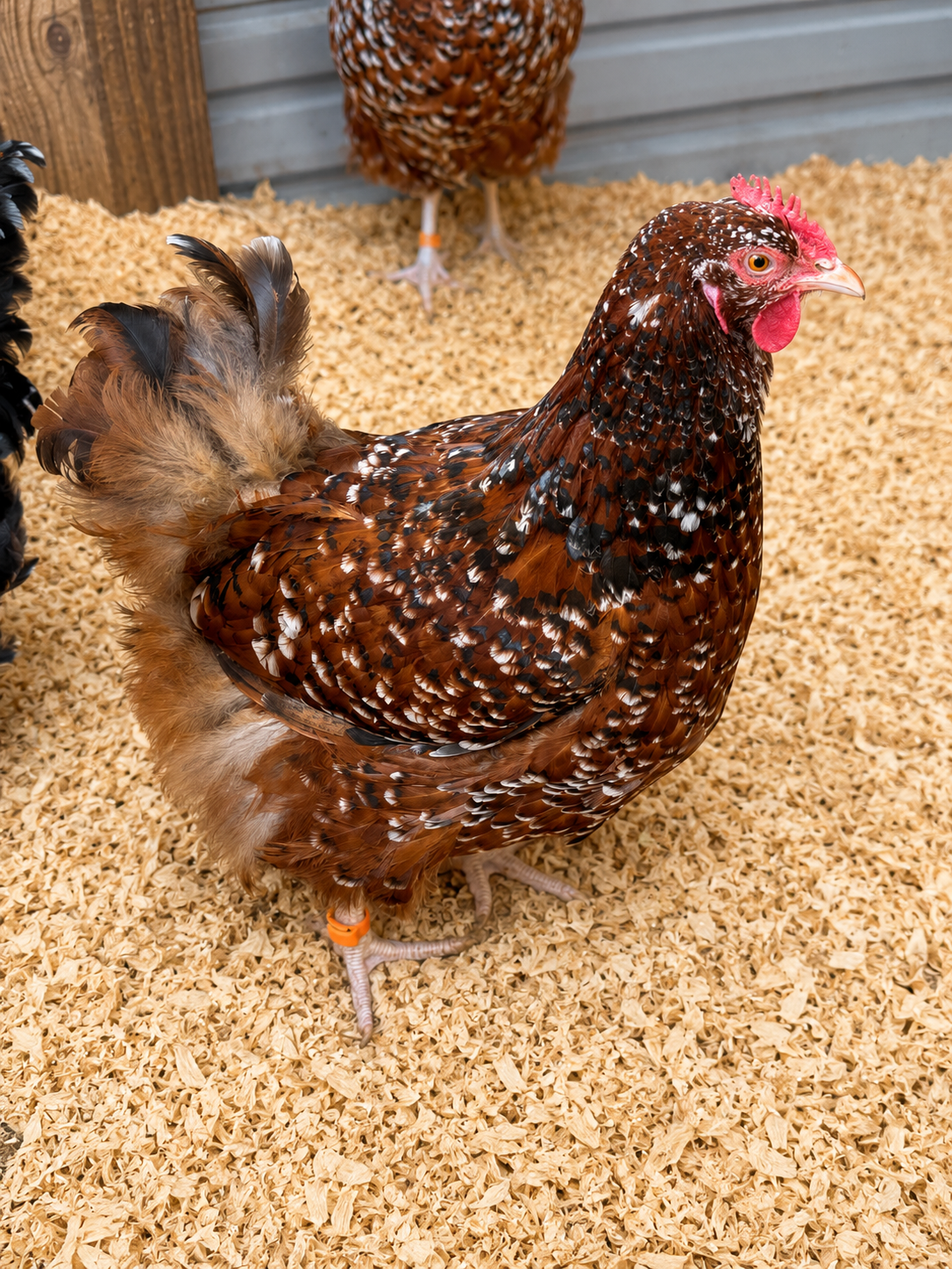 Jubilee Orpington chicken hatching eggs from a rare heritage breed