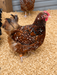 Jubilee Orpington chicken hatching eggs from a rare heritage breed