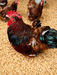 Jubilee Orpington hatching eggs for backyard chicken flocks