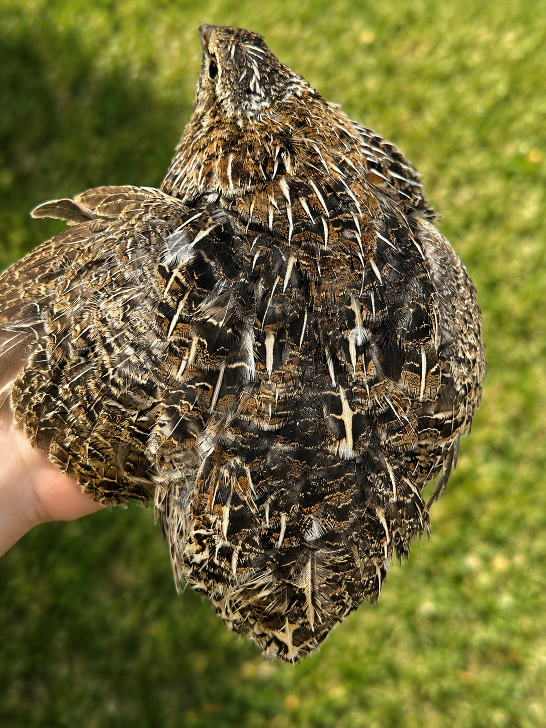 Jumbo Brown Coturnix quail hatching eggs