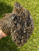 Jumbo Brown Coturnix quail hatching eggs