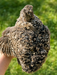 Jumbo German Sparkly Coturnix quail hatching eggs