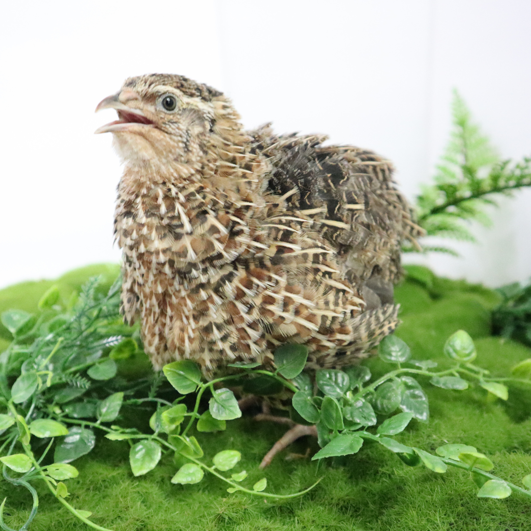 Fertile Quail Eggs – Choose Your Variety