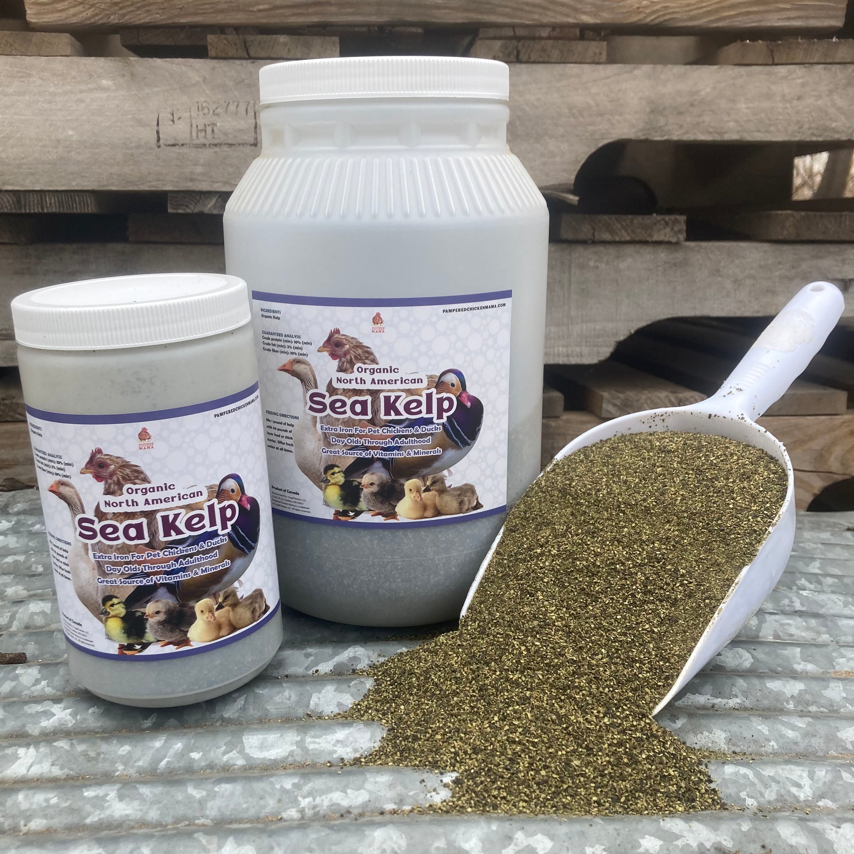 Pampered Chicken Mama North Atlantic Kelp For Extra Vitamins, Minerals, & Amino Acids For Pet Chickens & Ducks