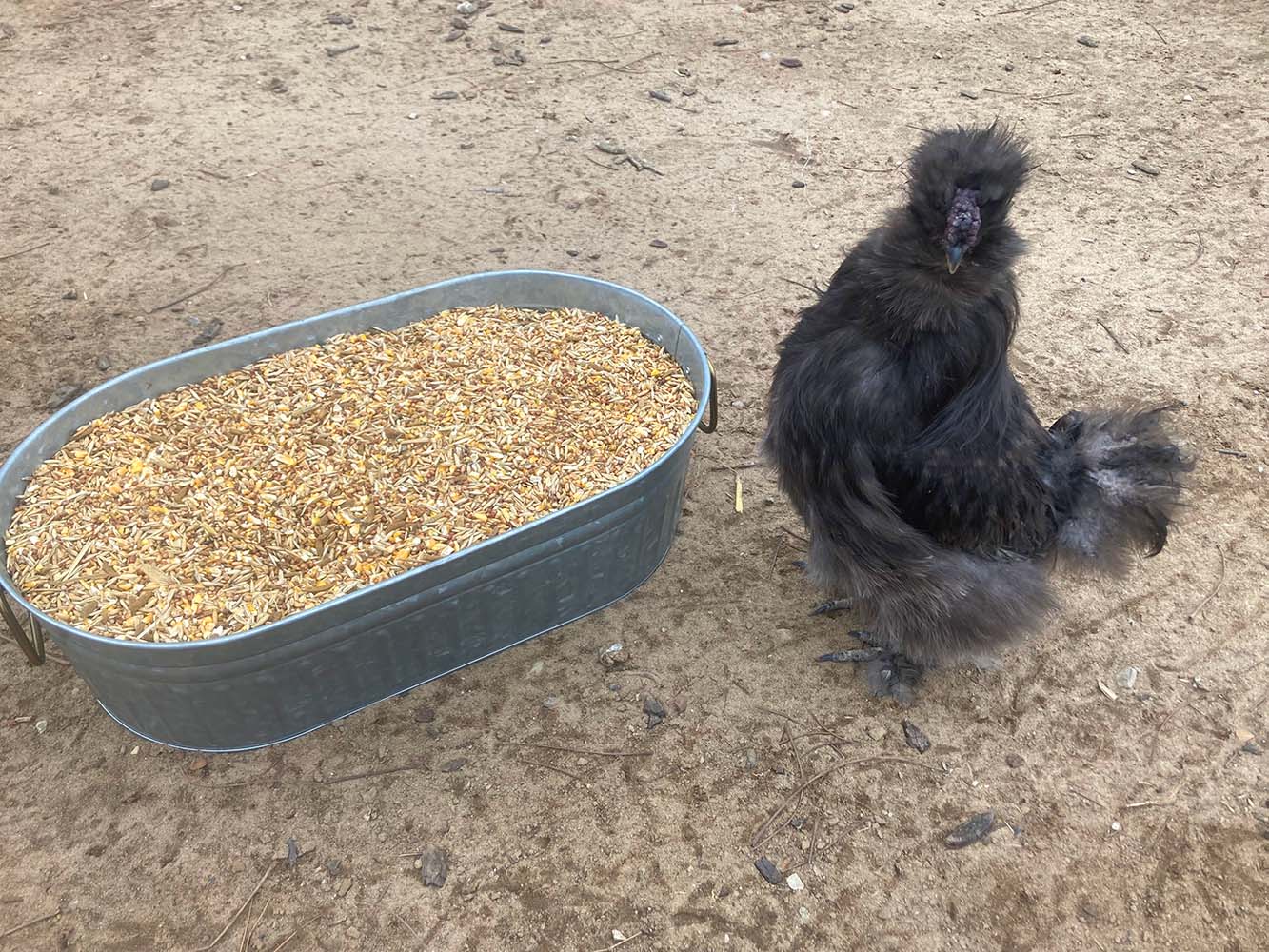 Pampered Chicken Mama 16% Premium Layer Feed With Black Soldier Fly Larvae, Fishmeal, & Herbs {Soy Free + High Protein}