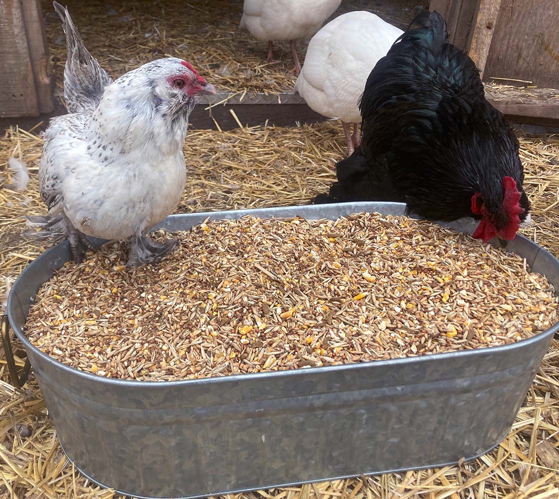 Pampered Chicken Mama 16% Premium Layer Feed With Black Soldier Fly Larvae, Fishmeal, & Herbs {Soy Free + High Protein}
