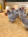 Lavender Orpington Hatching Eggs