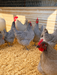 Lavender Orpington chicken hatching eggs